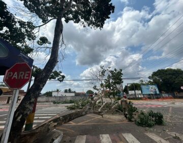 Árvore de 15 metros cai e interrompe trânsito em Santana