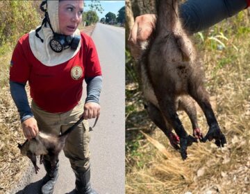 Após 3h de combate a queimada, bombeira se arrisca para salvar animal encurralado