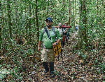 Expedição encontra angelim de altura equivalente a prédio de 24 andares no Amapá