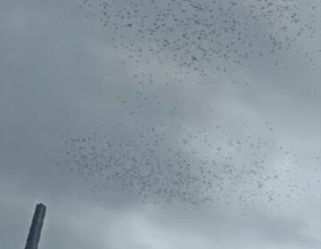 ‘Nuvem de urubus’ do lixão de Macapá faz espetáculo inusitado no céu