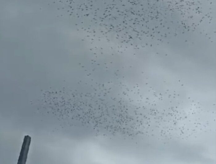 ‘Nuvem de urubus’ do lixão de Macapá faz espetáculo inusitado no céu