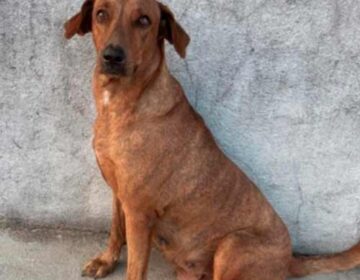 Morte de cadela idosa gera polêmica em condomínio onde gatos foram mortos