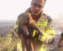 Com queimaduras, animais resgatados de incêndio são levados para reabilitação