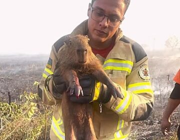 Com queimaduras, animais resgatados de incêndio são levados para reabilitação