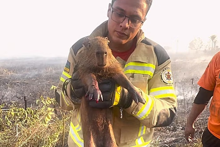 Com queimaduras, animais resgatados de incêndio são levados para reabilitação