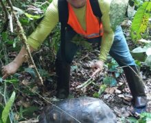 À procura de árvores gigantes, pesquisadores acham jabuti de 30 kg