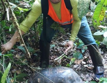À procura de árvores gigantes, pesquisadores acham jabuti de 30 kg