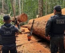 Atraídos por som de motoserra, policiais flagram homem cortando árvore centenária