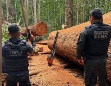 Atraídos por som de motoserra, policiais flagram homem cortando árvore centenária