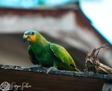Exposição fotográfica mostra a Essência Amazônica sob as lentes de Serginho Silva