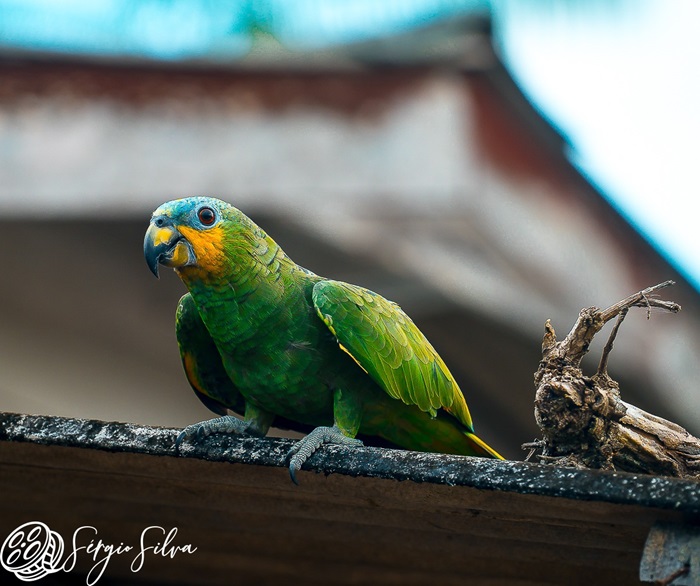 Exposição fotográfica mostra a Essência Amazônica sob as lentes de Serginho Silva