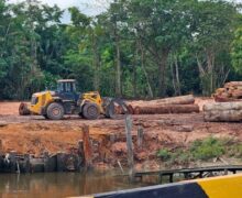Exploração madeireira em Mazagão pode ser paralisada