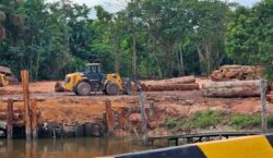Exploração madeireira em Mazagão pode ser paralisada