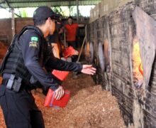 Cocaína apreendida em casco de navio e outras drogas são incineradas em Macapá