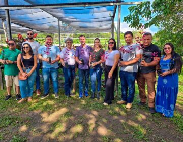 Ipês, mangueiras e jambeiros: veja como pedir mudas de graça em Macapá