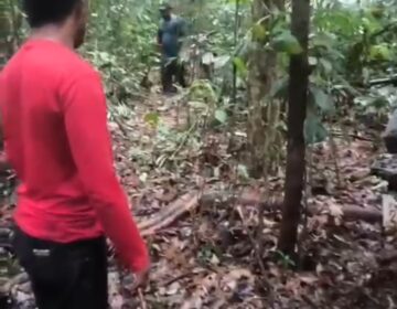 Bando armado invade garimpo, tortura garimpeiros e rouba ouro
