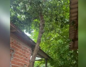 Mãe de menino que morreu após cair de árvore é indiciada por abandono de incapaz