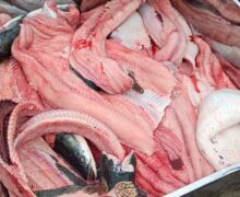 Pirarucu é destaque na 7ª Feira do Peixe Popular em Tartarugalzinho