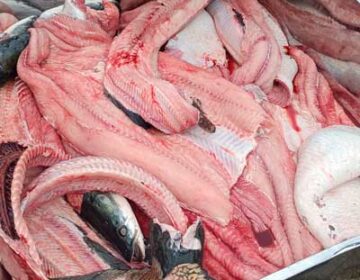 Pirarucu é destaque na 7ª Feira do Peixe Popular em Tartarugalzinho