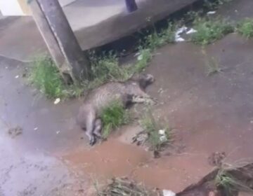 Capivara encontrada morta em frente a sorveteria de Macapá gera mistério