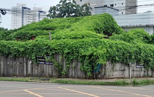 Casa que pertenceu a personalidades de Macapá é ‘engolida’ por vegetação no Centro