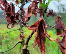 Vassoura de bruxa: AP usa agentes indígenas para conter tráfego de mudas contaminadas