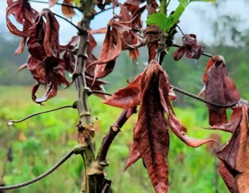 Vassoura de bruxa: AP usa agentes indígenas para conter tráfego de mudas contaminadas