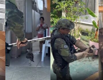 Especialista explica ‘invasão’ de Carcará a residência em Macapá