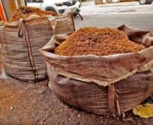 Câmara de Macapá cria lei para organizar destinação dos caroços de açaí