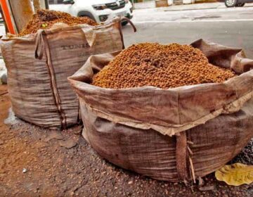 Câmara de Macapá cria lei para organizar destinação dos caroços de açaí