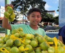 Menino de 12 anos vende limões com sonho de ser empresário ou médico no Amapá