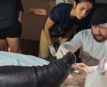 Filhote resgatado pode ser fruto do cruzamento do peixe-boi marinho com o amazônico