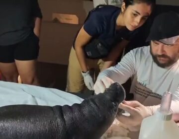 Filhote resgatado pode ser fruto do cruzamento do peixe-boi marinho com o amazônico