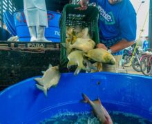 Com preços entre R$ 12 e R$ 25, programa oferta pescado acessível na Semana Santa