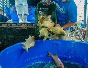 Com preços entre R$ 12 e R$ 25, programa oferta pescado acessível na Semana Santa