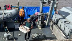 Embarcação com 5 toneladas de gurijuba e 200 kg de grude é apreendida na costa