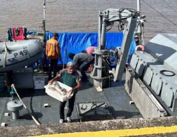 Embarcação com 5 toneladas de gurijuba e 200 kg de grude é apreendida na costa