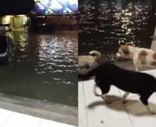 Moradores reclamam de alagamento em rua que teria sido asfaltada sem sistema de drenagem