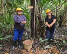 Agroindústria sustentável aumenta renda de extrativistas do Amapá e do Pará