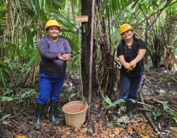Agroindústria sustentável aumenta renda de extrativistas do Amapá e do Pará