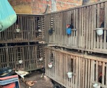 Rinha de galos funcionava há 14 anos em Santana