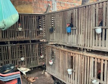 Rinha de galos funcionava há 14 anos em Santana