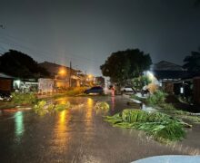 Queda de árvore causa susto em Santana