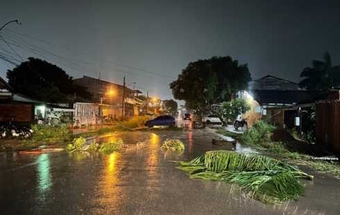Queda de árvore causa susto em Santana