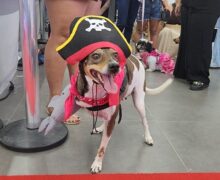 Cadela de três patas vítima de maus-tratos brilha em evento pet com fantasia criativa