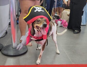 Cadela de três patas vítima de maus-tratos brilha em evento pet com fantasia criativa