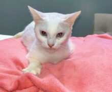 Mafalda, a guerreira de 3 patas: do resgate doloroso à espera de um novo lar