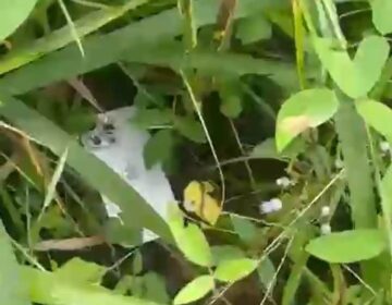 Durante operação da PF, empresário joga Iphone no mato