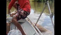 Botos achados mortos com perfurações intrigam e indignam ribeirinhos no Amapá