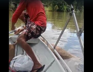 Botos achados mortos com perfurações intrigam e indignam ribeirinhos no Amapá